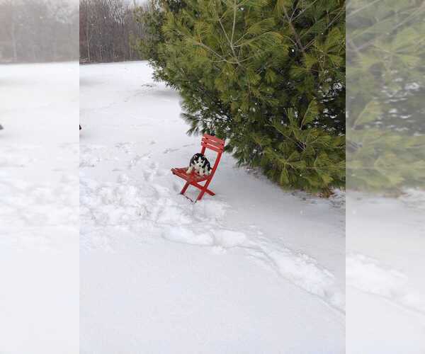 Medium Photo #3 Siberian Husky Puppy For Sale in AUBURN, NY, USA