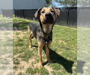 Jupiter - Male Rottweiler-Siberian Husky Mix Dog for Adoption - Photo #10