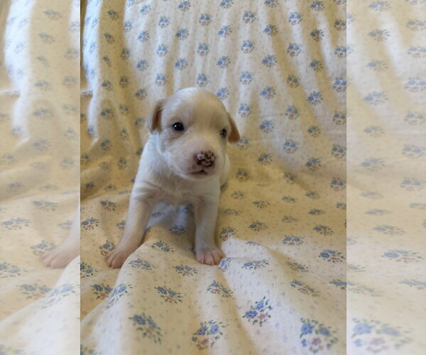 Medium Photo #6 Mutt Puppy For Sale in Pacolet, SC, USA