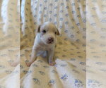 Small #5 Mutt