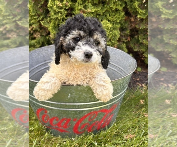 Medium Photo #4 Cockapoo Puppy For Sale in MIDDLEBURY, IN, USA