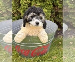 Small #3 Cockapoo
