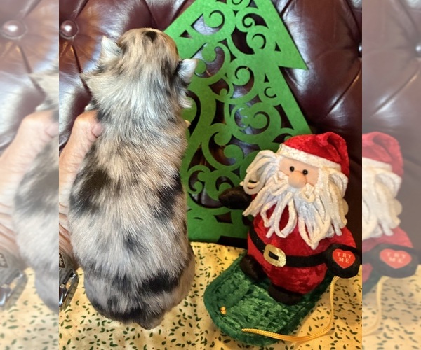 Medium Photo #4 Chihuahua Puppy For Sale in NEWVILLE, PA, USA