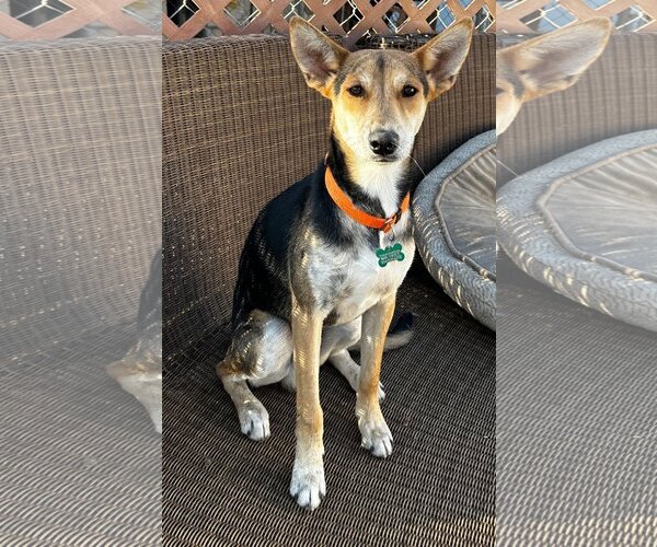 Medium Photo #3 Basenji-Unknown Mix Puppy For Sale in Newport Beach, CA, USA