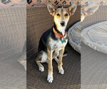 Small Photo #3 Basenji-Unknown Mix Puppy For Sale in Newport Beach, CA, USA