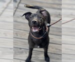 Small Photo #4 Mutt Puppy For Sale in Dana Point, CA, USA