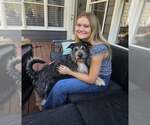 Small #5 Border Collie Mix