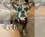 Small French Bulldog