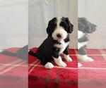 Small Photo #6 Bernedoodle Puppy For Sale in SPRINGFIELD, IL, USA