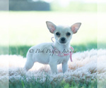 Small Photo #102 Chihuahua Puppy For Sale in WARSAW, IN, USA