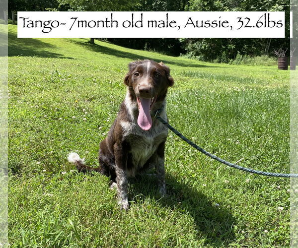 Medium Photo #1 Border-Aussie Puppy For Sale in Sparta, TN, USA