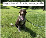 Small Border-Aussie