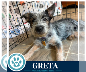 Greta (Gee Pups) 082226 - Female Shih Tzu-Unknown Mix Dog for Adoption - Photo #2