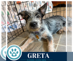 Small #1 Shih Tzu Mix