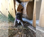 Small Photo #28 Buggs Puppy For Sale in AFTON, WY, USA