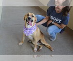 Small #2 Labrador Retriever Mix