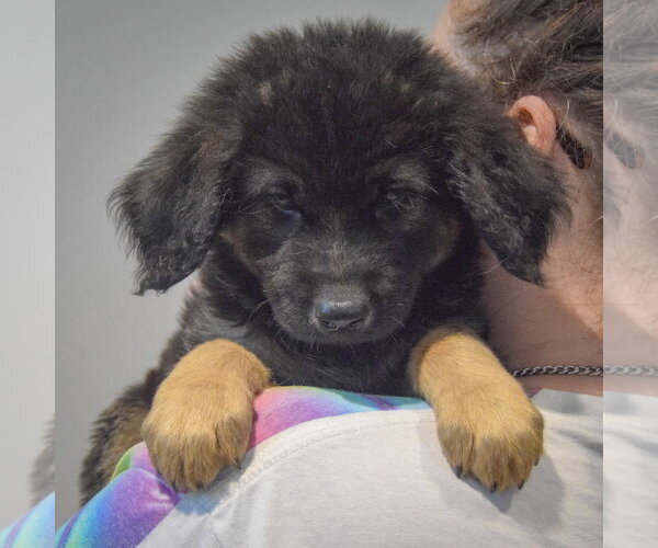 Medium Photo #5 Golden Shepherd Puppy For Sale in Huntley, IL, USA