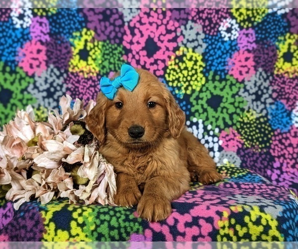 Medium Photo #3 Golden Retriever Puppy For Sale in CHRISTIANA, PA, USA