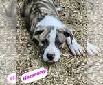 Small American Pit Bull Terrier-American Staffordshire Terrier Mix