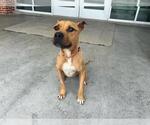 Small American Staffordshire Terrier Mix