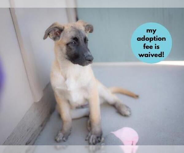 Medium Photo #3 Great Pyrenees-Unknown Mix Puppy For Sale in Santa Cruz, CA, USA