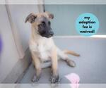 Small #2 Great Pyrenees Mix