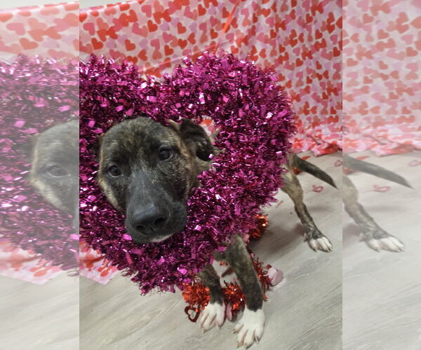 Medium Photo #7 Holland Shepherd-Plott Hound Mix Puppy For Sale in Attalka, AL, USA