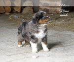 Small Photo #9 Australian Shepherd Puppy For Sale in CLARE, MI, USA