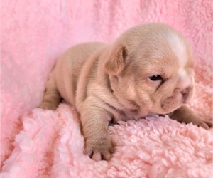 French Bulldog Puppy for sale in LAS VEGAS, NV, USA