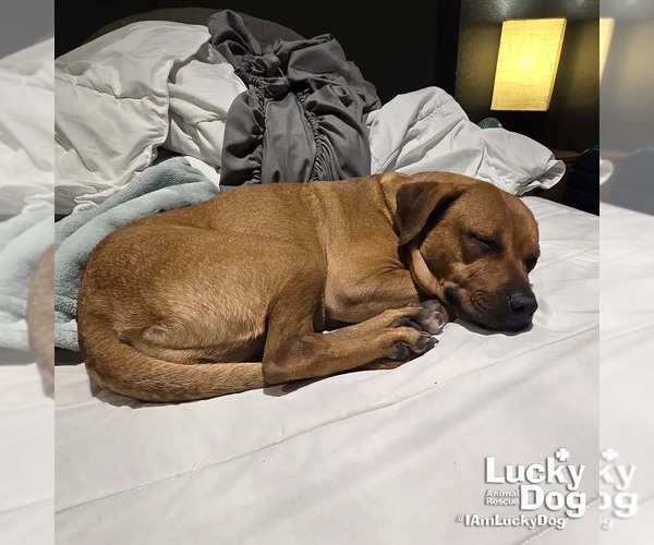 Medium Photo #4 Retriever -Unknown Mix Puppy For Sale in Washington, DC, USA