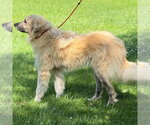 Small #10 Great Pyrenees