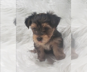 Medium Yorkshire Terrier