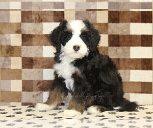 Bernedoodle (Miniature) Puppy for sale in DENVER, PA, USA