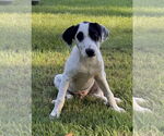 Small #2 Labrador Retriever Mix