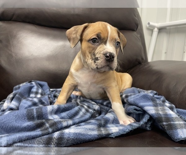 Medium Photo #97 American Bully Puppy For Sale in REESEVILLE, WI, USA