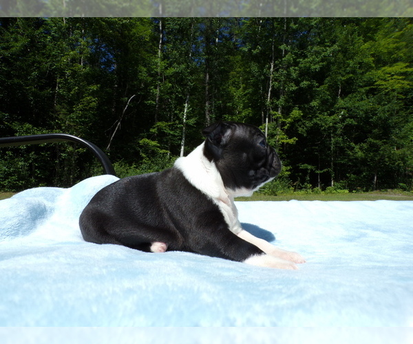 Medium Photo #2 Boston Terrier Puppy For Sale in MONROE, NH, USA