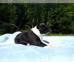 Small #1 Boston Terrier