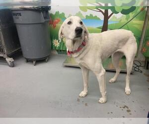 Great Pyrenees Dogs for adoption in Waco, TX, USA