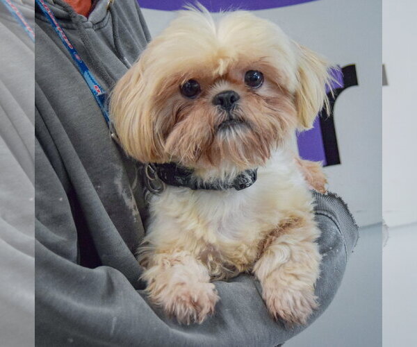 Medium Photo #3 Shih Tzu Puppy For Sale in Huntley, IL, USA