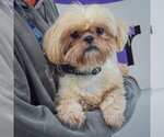 Small #2 Shih Tzu