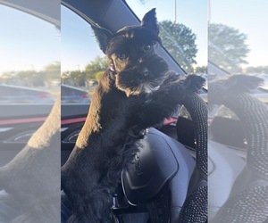 Schnauzer (Miniature) Puppy for sale in SAN ANTONIO, TX, USA