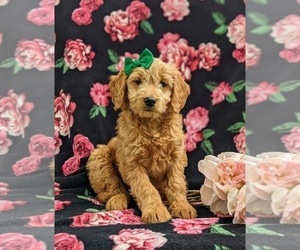Goldendoodle (Miniature) Puppy for sale in KIRKWOOD, PA, USA