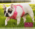 Small #4 French Bulldog
