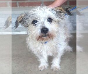 Cairn Terrier-Unknown Mix Dogs for adoption in Carrollton, TX, USA
