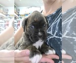 Puppy 8 Boxer
