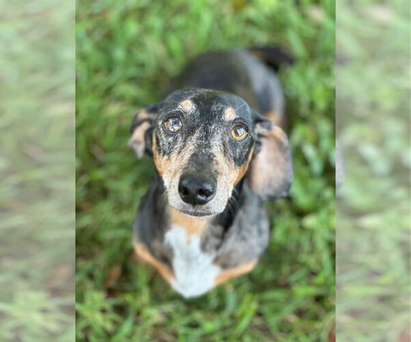 Medium Photo #3 Dachshund Puppy For Sale in Weston, FL, USA