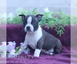 Small #4 Boston Terrier