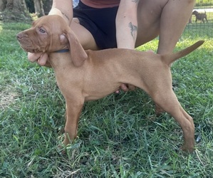 Vizsla Puppy for sale in SHEPHERDSVILLE, KY, USA