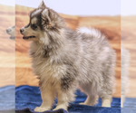 Small #4 Pomsky