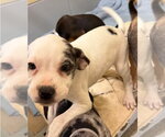 Small #3 Bulldog Mix